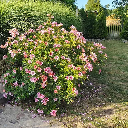 Przystan Natury - Drewniany Vakantiehuis Domyslow