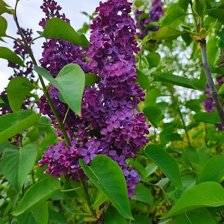 Przystan Natury - Drewniany * Domyslow