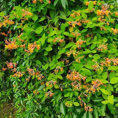 Przystan Natury - Drewniany Vakantiehuis Domyslow