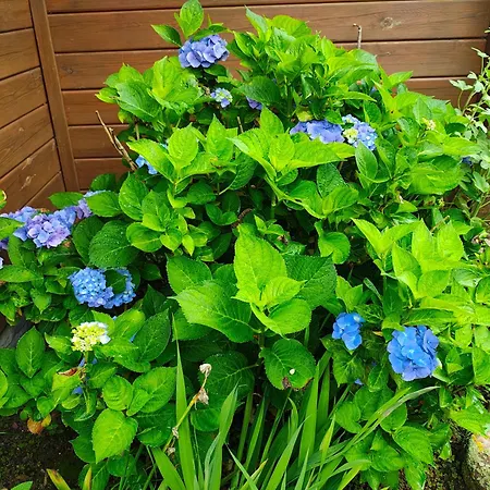 Przystan Natury - Drewniany Vakantiehuis *