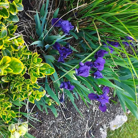 Vakantiehuis Przystan Natury - Drewniany