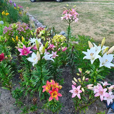 Przystan Natury - Drewniany