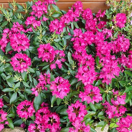 Vakantiehuis Przystan Natury - Drewniany