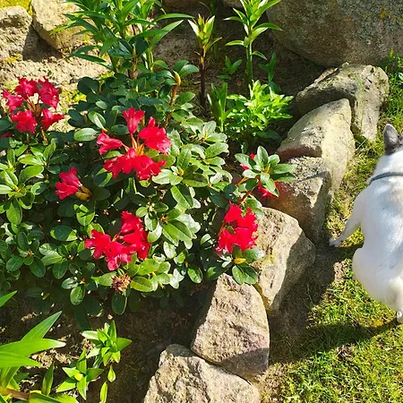 Vakantiehuis Przystan Natury - Drewniany *